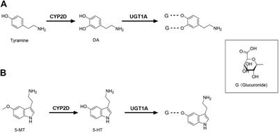 Alterations of Cytochrome P450s and UDP-Glucuronosyltransferases in Brain Under Diseases and Their Clinical Significances